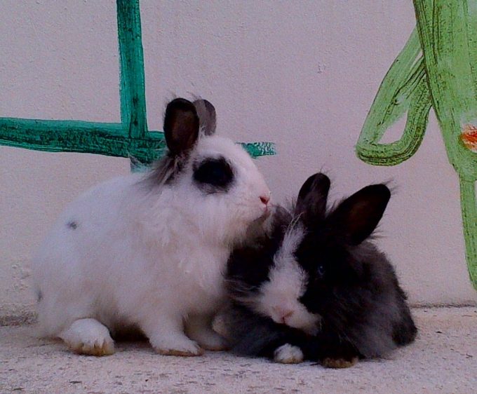 Verano en Mojacar 2012 051