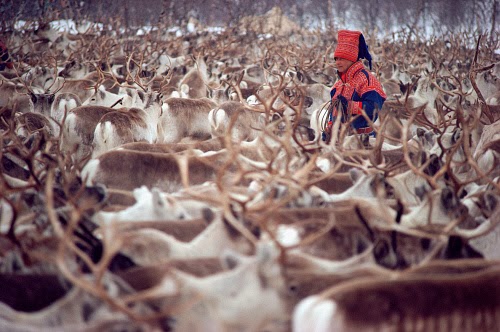 Sami and herd of reindeer