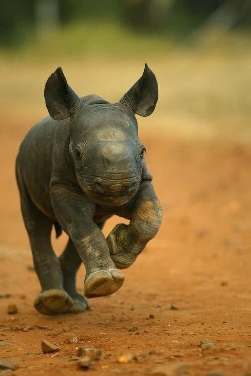 Baby Rhino