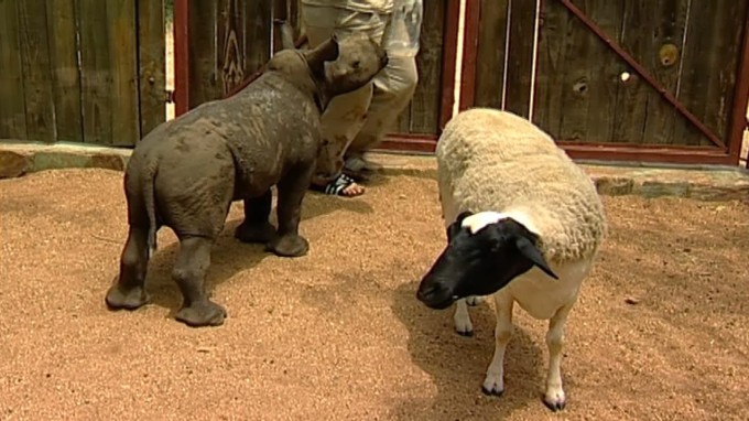 baby rhino and sheep
