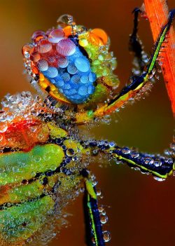 Insecto de colores