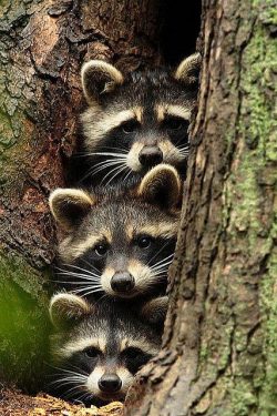 3 Mapaches
