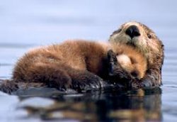 baby otter