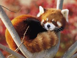 baby red
