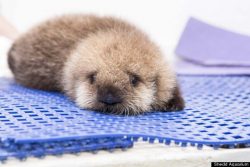 otter 681