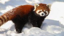 snow baby