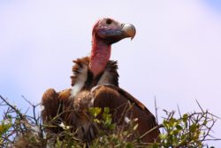 Vulture