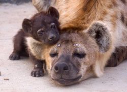 baby-hyena